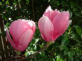 Magnolia Soulangiana 1 